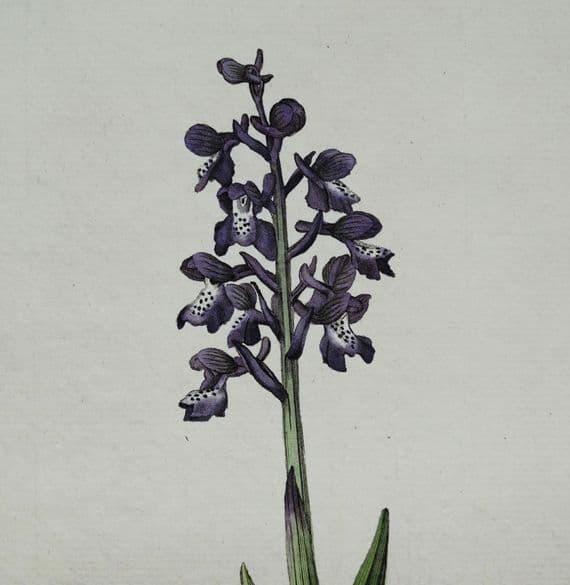 Antique Botanical Orchid Print Orchis  Morio Curtis  Flora Londinensis 1777