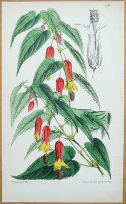 Antique Botanical Print  ABUTILON VEXILLARIUM, Flowering Maple, Fitch,  1868