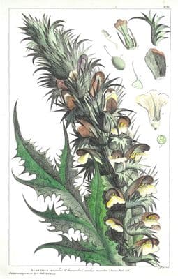Antique Botanical Print ACANTHUS, BEARS BREECHES Philip Miller vintage old 1760