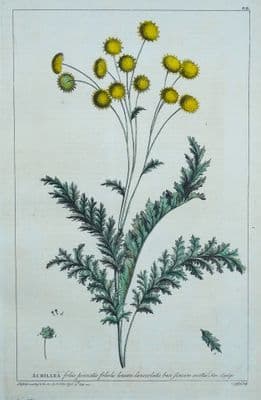 Antique Botanical Print ACHILLEA, MAUDLIN, YARROW Philip Miller vintage 1760
