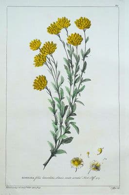 Antique Botanical Print ACHILLEA, YARROW Philip Miller original vintage old 1760