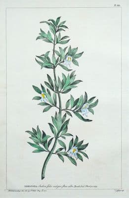 Antique Botanical Print ADHATODA MALABAR NUT Philip Miller vintage original 1760
