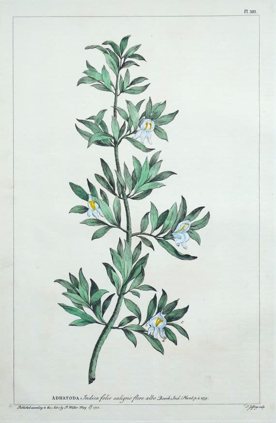 Antique Botanical Print ADHATODA MALABAR NUT Philip Miller vintage original 1760