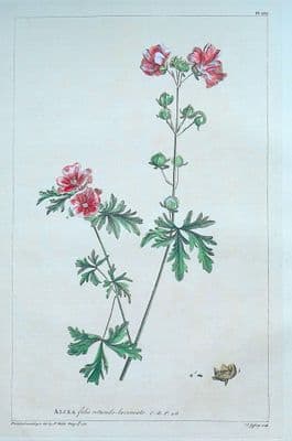Antique Botanical Print ALCEA, HOLLYHOCK Philip Miller large old vintage 1760