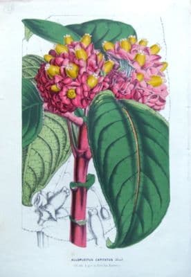 Antique Botanical Print  ALLOPLECTUS CORYTOPLECTUS CAPITATUS, Van Houtte  c 1850