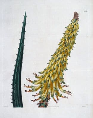 Antique Botanical Print ALOE AFRICANA Original Hand Colour Curtis Lge. Size 1824