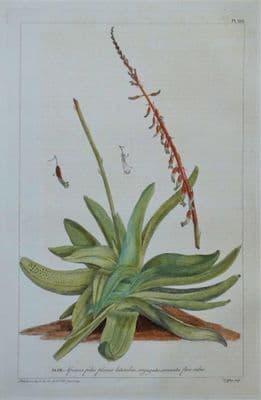 Antique Botanical Print  ALOE AFRICANA, Philip Miller Large Hand Coloured  1760