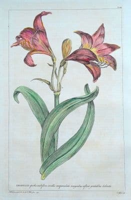 Antique Botanical Print AMARYLLIS LILY DAFFODIL Philip Miller large vintage 1760