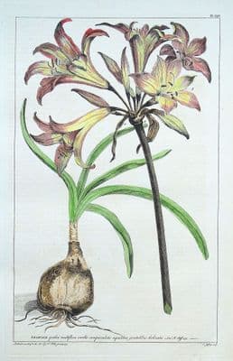 Antique Botanical Print AMARYLLIS, MEXICAN LILY Philip Miller vintage 1760