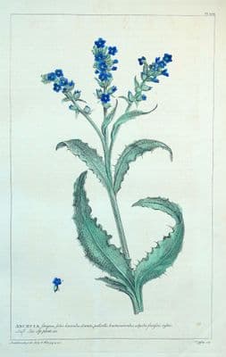 Antique Botanical Print ANCHUSA, ALKANET, BUGLOSS Philip Miller vintage 1760