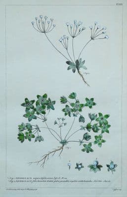 Antique Botanical Print ANDROSACE, ROCK JASMINE Philip Miller vintage 1760