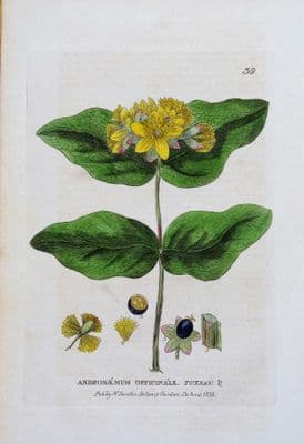 Antique Botanical Print  ANDROSAEMUM TUTSAN Baxter Antique Engraved Flower Print 1833