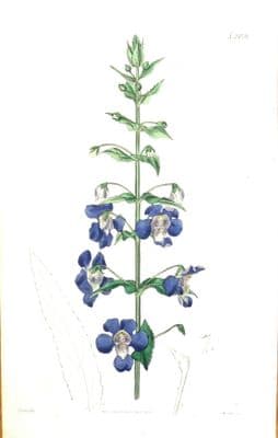 Antique Botanical Print ANGEL FLOWER  ANGELONIA Orig. Hand Coloured Curtis 1824