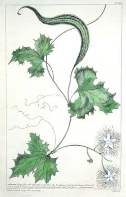 Antique Botanical Print ANGUINA, SNAKE GOURD Philip Miller vintage old 1760