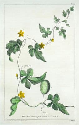 Antique Botanical Print ANGURIA, American Water Melon or Cucumber Philip Miller 1760