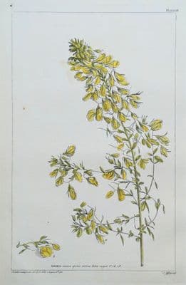 Antique Botanical Print  ANONIS, REST HARROW, Philip Miller  1760