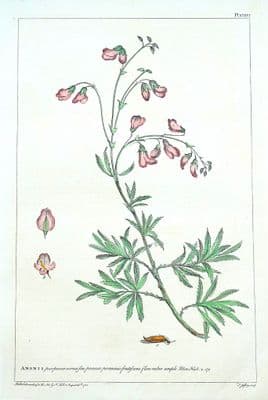 Antique Botanical Print ANONIS, REST HARROW Philip Miller large old vintage 1760