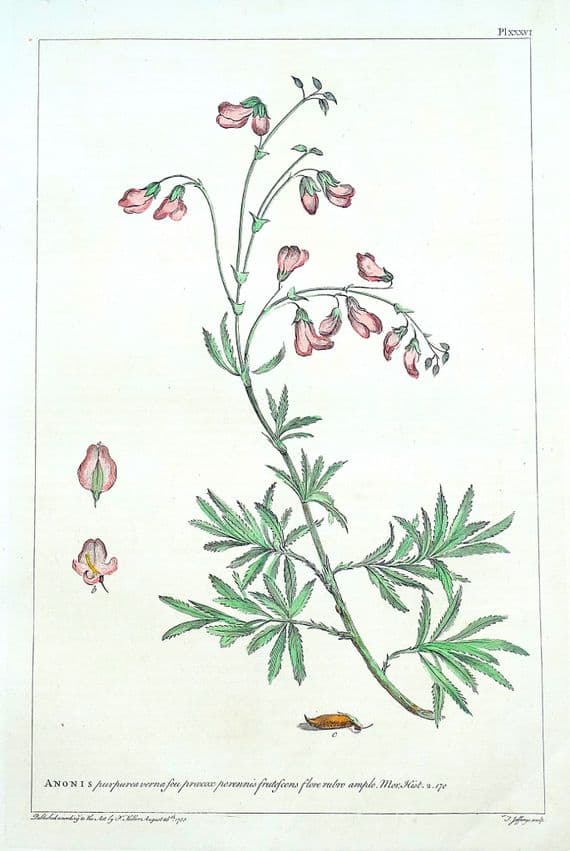 Antique Botanical Print ANONIS, REST HARROW Philip Miller large old vintage 1760