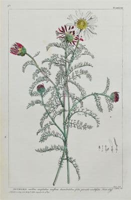 Antique Botanical Print  ANTHEMIS, CHAMOMILE, Philip Miller 1760