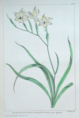 Antique Botanical Print ANTHOLYZA, KIDNEY VETCH Philip Miller large vintage 1760