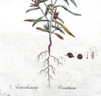 Antique Botanical Print ANTIRRHINUM ORONTIUM Curtis Flora Londinensis 1777