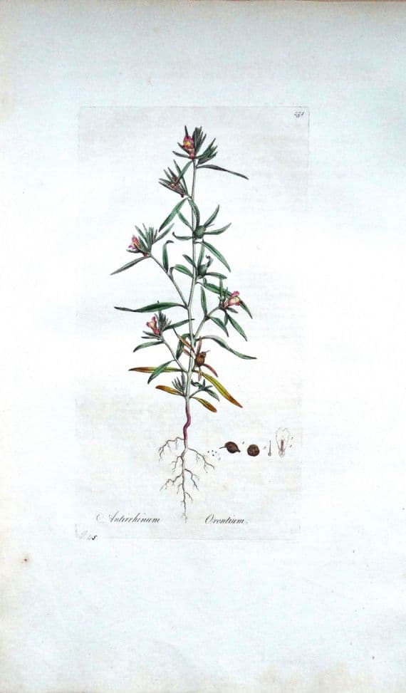 Antique Botanical Print ANTIRRHINUM ORONTIUM Curtis Flora Londinensis 1777