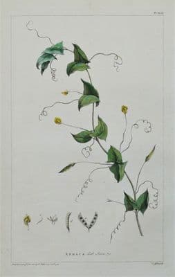 Antique Botanical Print  APHACA, YELLOW VETCHLING Miller  1760