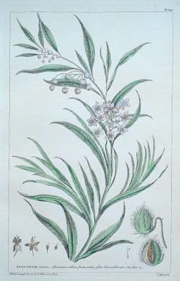 Antique Botanical Print APOCYNUM, AFRICAN DOGSBANE  Miller large vintage 1760