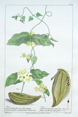 Antique Botanical Print APOCYNUM, DOGS-BANE Philip Miller vintage old 1760
