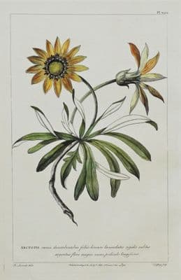 Antique Botanical Print  ARCTOTIS, Philip Miller hand coloured  1760