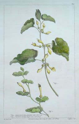 Antique Botanical Print ARISTOLOCHIA, BIRTHWORT Philip Miller large vintage 1760