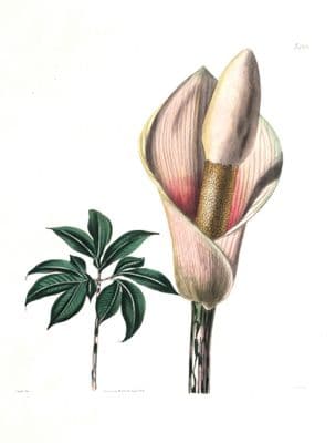 Antique Botanical Print ARUM BULBIFERUM LILY  Original Curtis Large Size 1824