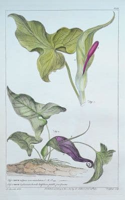Antique Botanical Print ARUM, CUCKOO PINT Philip Miller large old vintage 1760