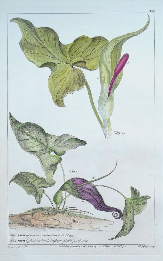 Antique Botanical Print ARUM, CUCKOO PINT Philip Miller large old vintage 1760