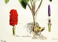 Antique Botanical Print ARUM MACULATUM Cuckoo Pint Curtis Flora Londinensis 1777