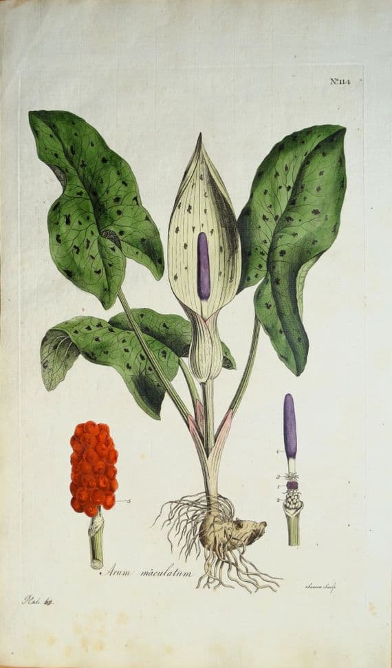 Antique Botanical Print ARUM MACULATUM Cuckoo Pint Curtis Flora Londinensis 1777