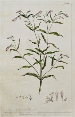 Antique Botanical Print  ASARINA, BASTARD ASARUM, Miller Large flower print 1760