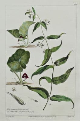 Antique Botanical Print  ASARUM, Asarabacca, ASCLEPIAS, Miller 1760