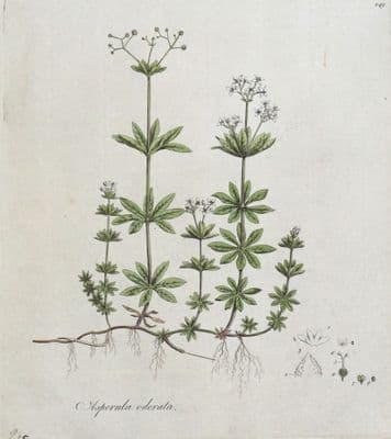 Antique Botanical Print ASPERULA ODORATA WOODRUFF Curtis Flora Londinensis 1777