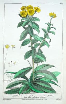 Antique Botanical Print ASTER, CAROLINA STARWORT Philip Miller vintage 1760