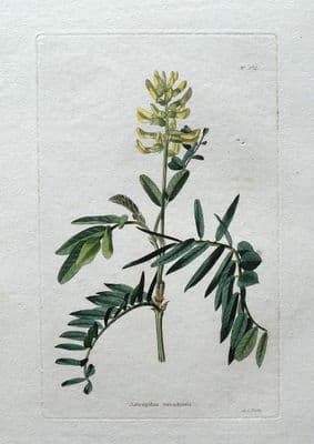 Antique Botanical Print  ASTRAGALUS CANADENSIS MILK VETCH Curtis Vintage   c1810