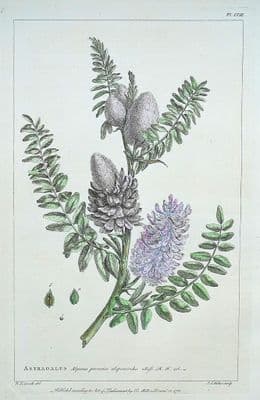 Antique Botanical Print ASTRAGALUS, MILK VETCH Philip Miller large vintage 1760