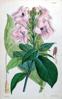 Antique Botanical Print  ASYSTASIA SCANDENS,CLIMBING ASYSTASIA, W.Fitch 1849