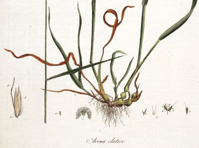 Antique Botanical Print AVENA ELATIOR Oat Grass Curtis Flora Londinensis 1777
