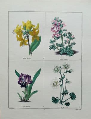 Antique Botanical Print  AZALEA, IRIS  Original  Vintage engraving 1831