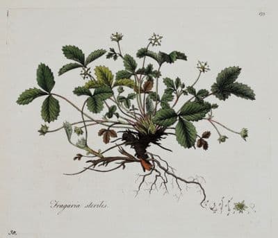 Antique Botanical Print BARREN STRAWBERRY FRAGARIA Curtis Flora Londinensis 1777