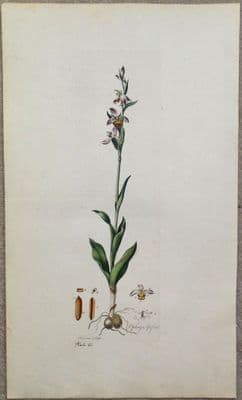 Antique Botanical Print BEE ORCHID APIFERA Curtis Large  Flora Londinensis 1777