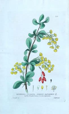 Antique Botanical Print BERBERIS BARBERRY  Baxter Engraved Flower Print 1834