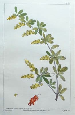 Antique Botanical Print BERBERIS DUMETORUM, Barberry Bush, Philip Miller  1760