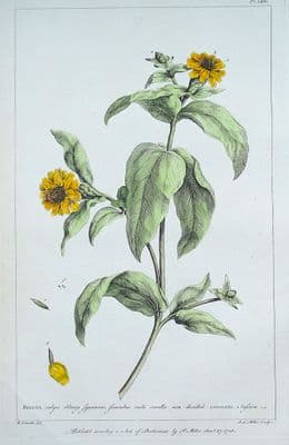 Antique Botanical Print BIDENS WATER HEMP AGRIMONY Miller Large vintage 1760
